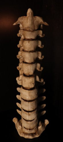 Spine & Skull Candleholder Set - alternate angle with candles