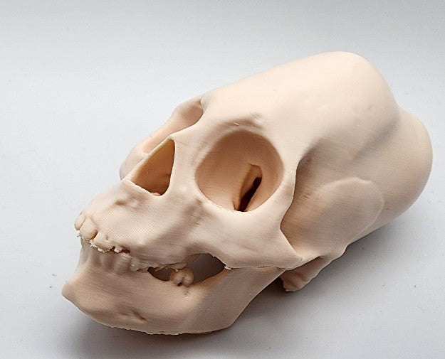 The Skull Vault | Greywater Labs Recovered Materials Collection