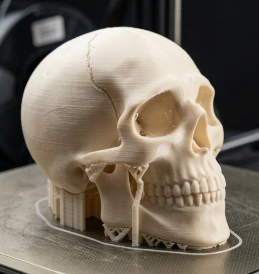 Hyperrealistic Human Skull — Anatomical Collectible | Greywater Labs Recovered Materials Collection