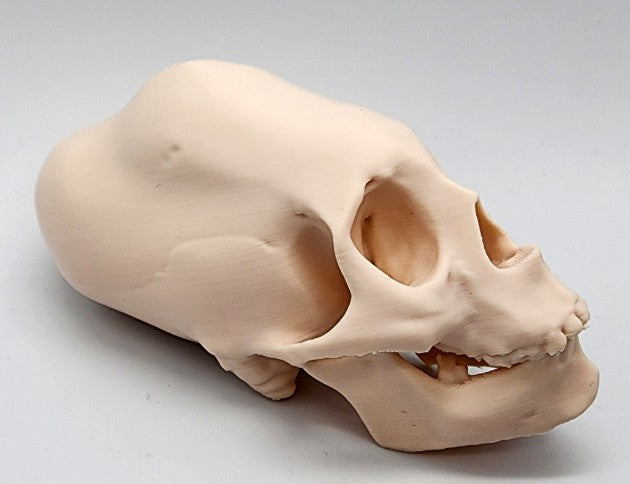 Head Binding Skull — Gothic Wall Sculpture | Greywater Labs Recovered Materials Collection