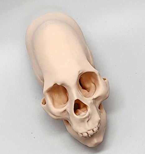 Head Binding Skull — Gothic Wall Sculpture | Greywater Labs Recovered Materials Collection