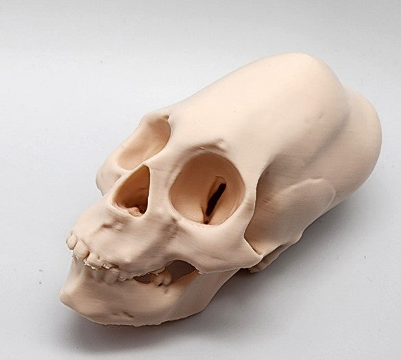 Head Binding Skull — Gothic Wall Sculpture | Greywater Labs Recovered Materials Collection