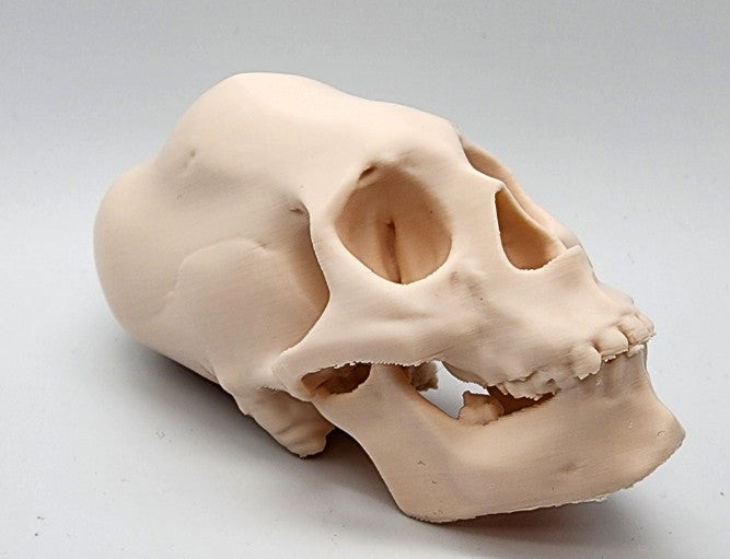 Head Binding Skull — Gothic Wall Sculpture | Greywater Labs Recovered Materials Collection