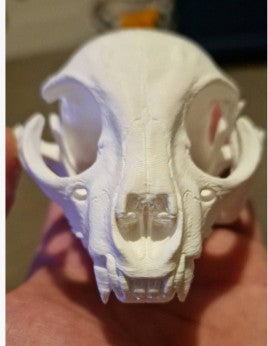 Sphynx Cat Skull | Greywater Labs Recovered Materials Collection