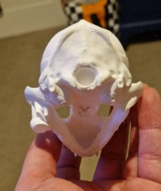 Sphynx Cat Skull | Greywater Labs Recovered Materials Collection