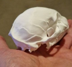 Sphynx Cat Skull | Greywater Labs Recovered Materials Collection