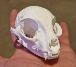 Sphynx Cat Skull | Greywater Labs Recovered Materials Collection