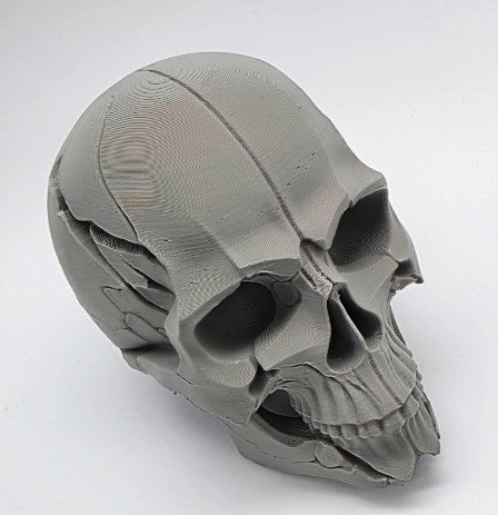 Cracked Human Skull | Greywater Labs Recovered Materials Collection