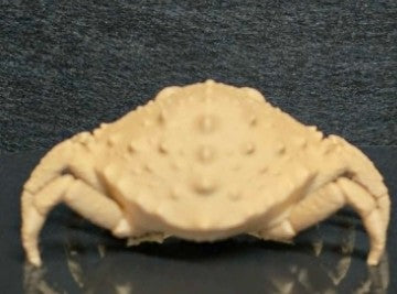 Grumpy Crab — Deep Sea Specimen | Greywater Labs Recovered Materials Collection