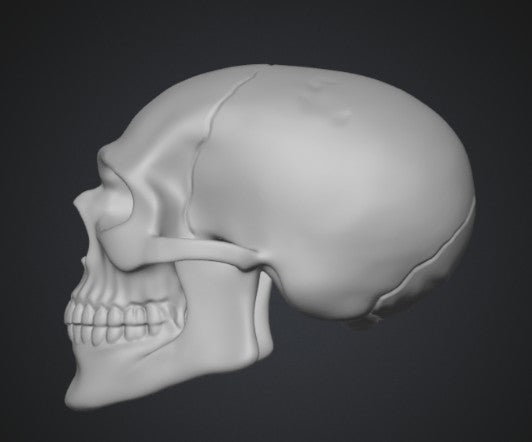 Hyperrealistic Human Skull — Anatomical Collectible | Greywater Labs Recovered Materials Collection