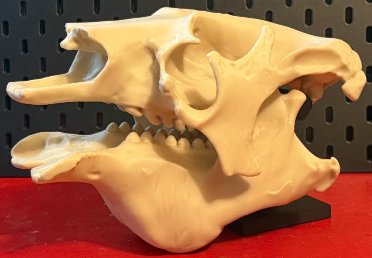 Sloth Skull — Anatomical Replica | Greywater Labs Recovered Materials Collection