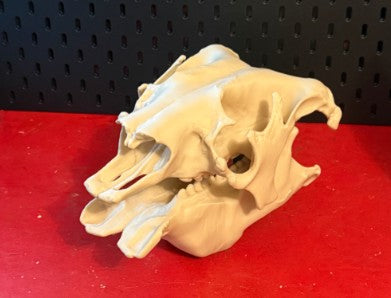Sloth Skull — Anatomical Replica | Greywater Labs Recovered Materials Collection