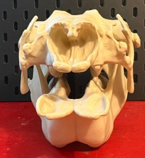 Sloth Skull — Anatomical Replica | Greywater Labs Recovered Materials Collection