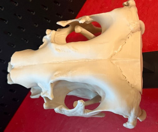 Sloth Skull — Anatomical Replica | Greywater Labs Recovered Materials Collection