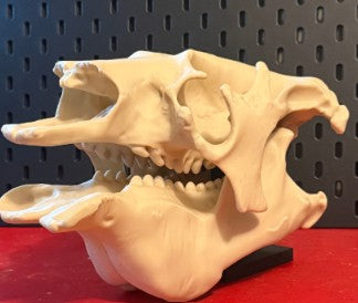 Sloth Skull — Anatomical Replica | Greywater Labs Recovered Materials Collection